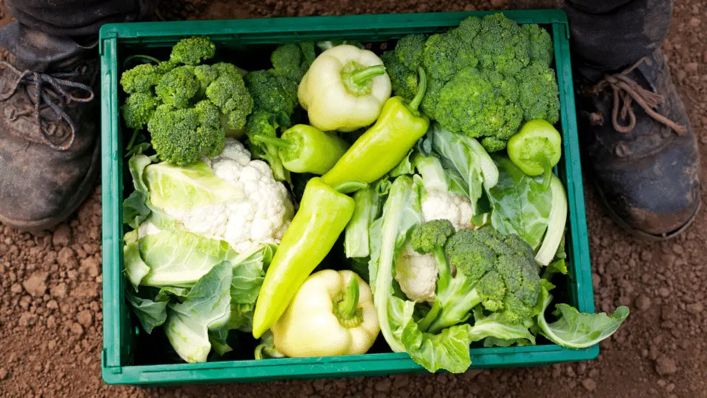 9 Tips To Growing Vegetables For Profit 🥔 Little Leafy