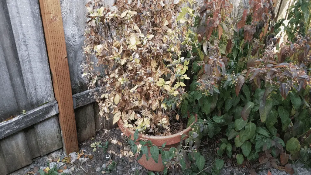 Six Reasons Why Your Garden Plants Are Dying And How To Fix Them