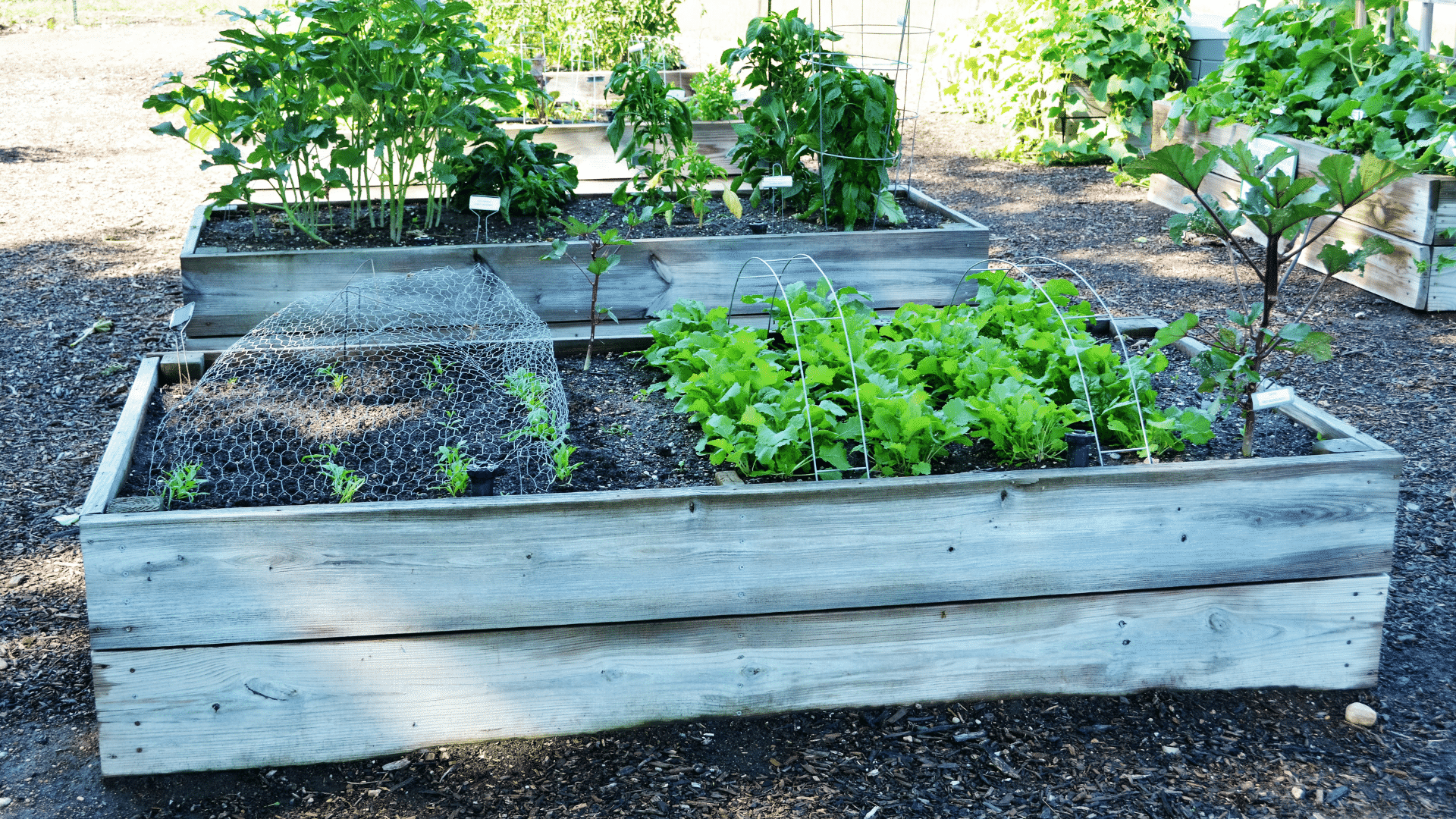 The Best 14 Types Of Wood For Making Garden Beds