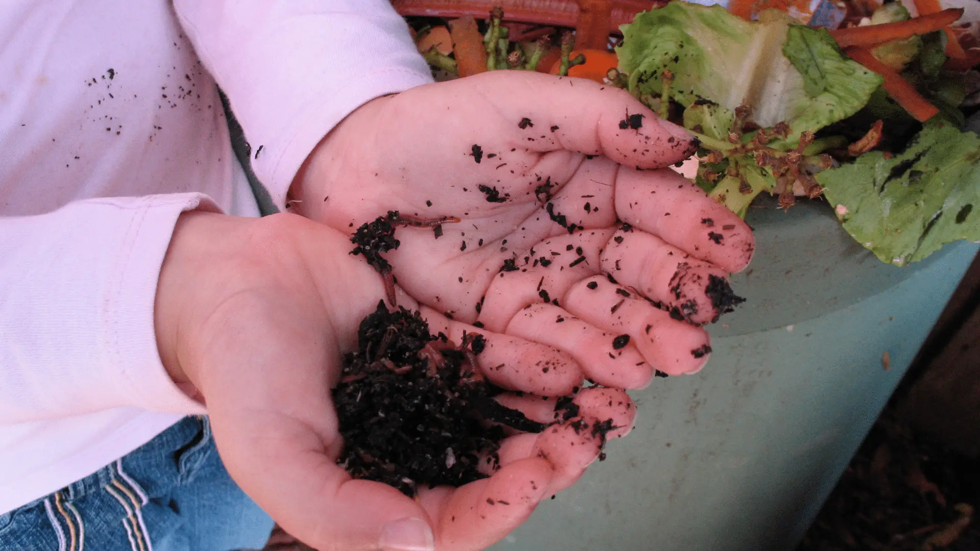 The Best Compost For Growing Vegetables