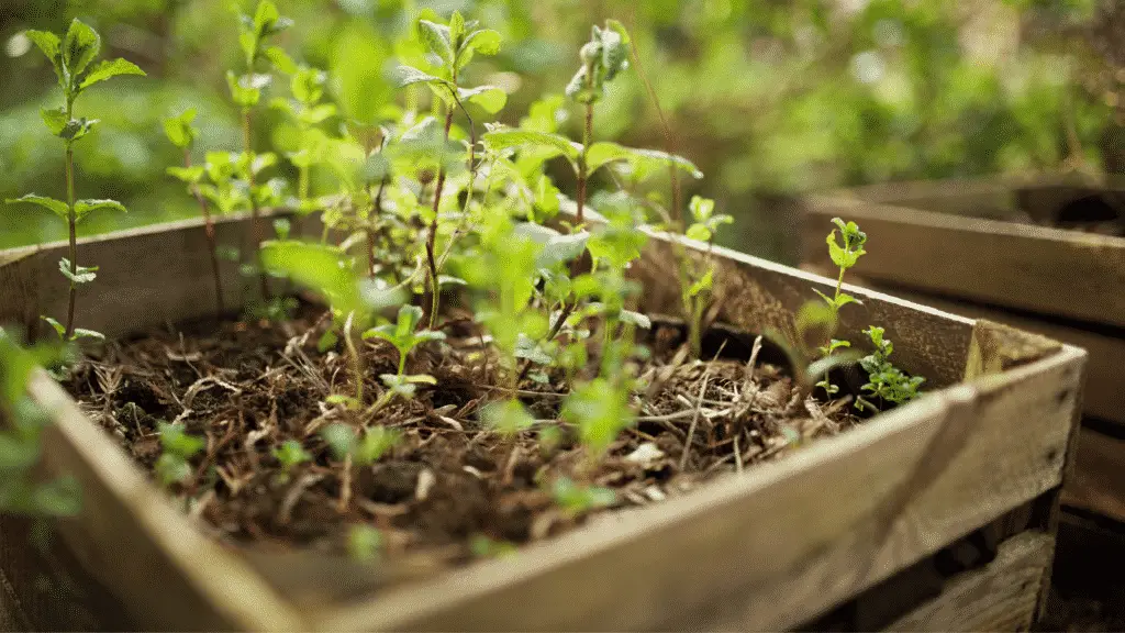 The Best Way To Fill A Raised Bed For Cheap Little Leafy