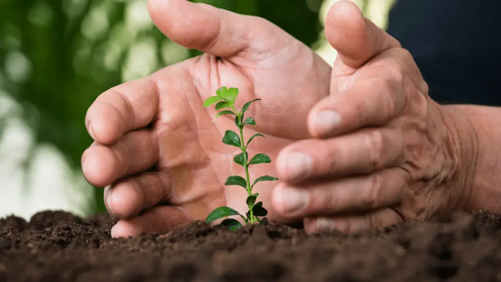 What Is The Best Protection For Plants? Little Leafy