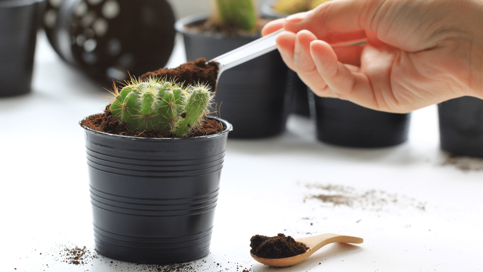 Which Plants Do Not Like Coffee Grounds? ☕ (We Find Out) Little Leafy