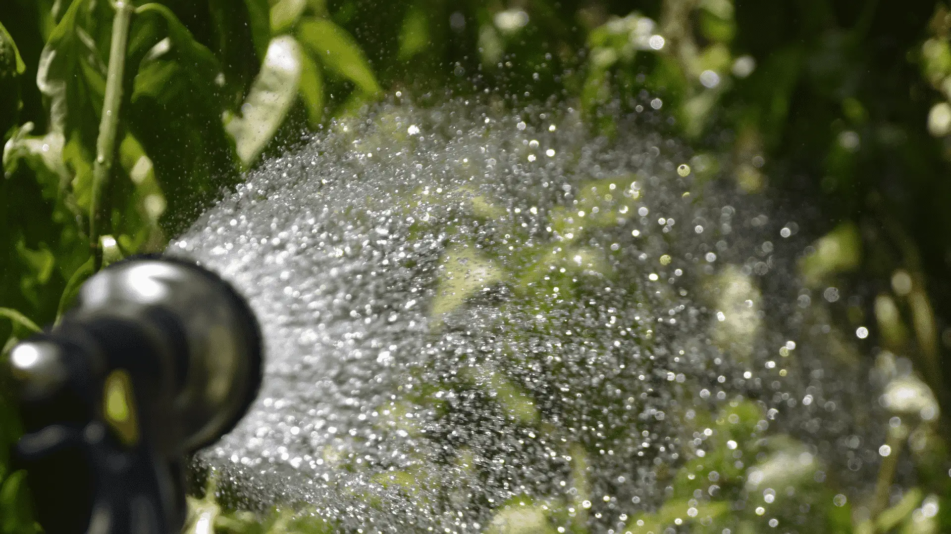A Guide To Watering Your Garden Plants