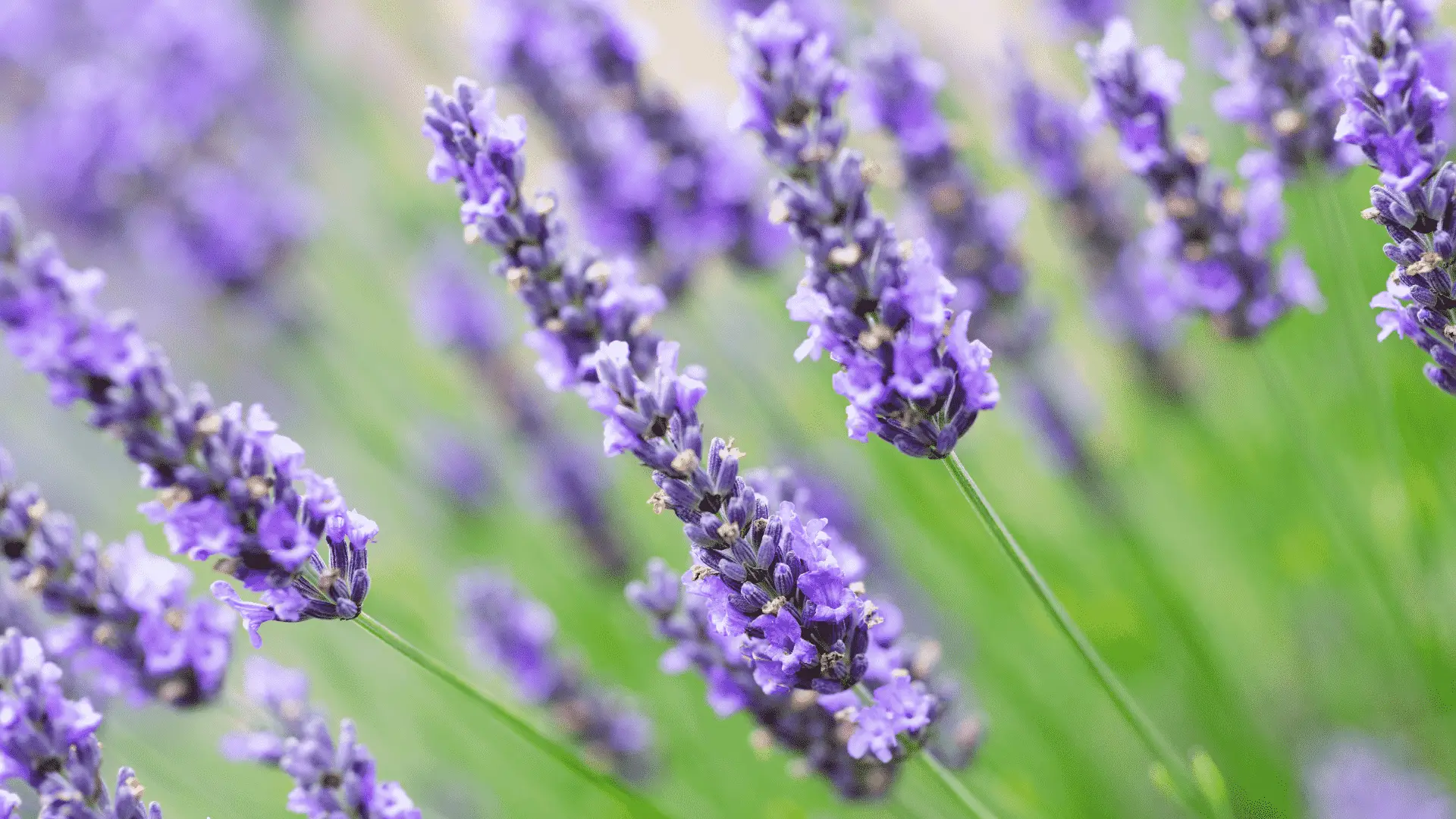9 Tips to Pruning Lavender