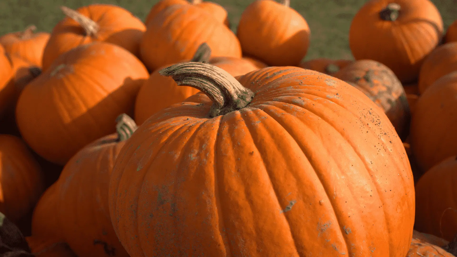 A Guide To Planting Pumpkins