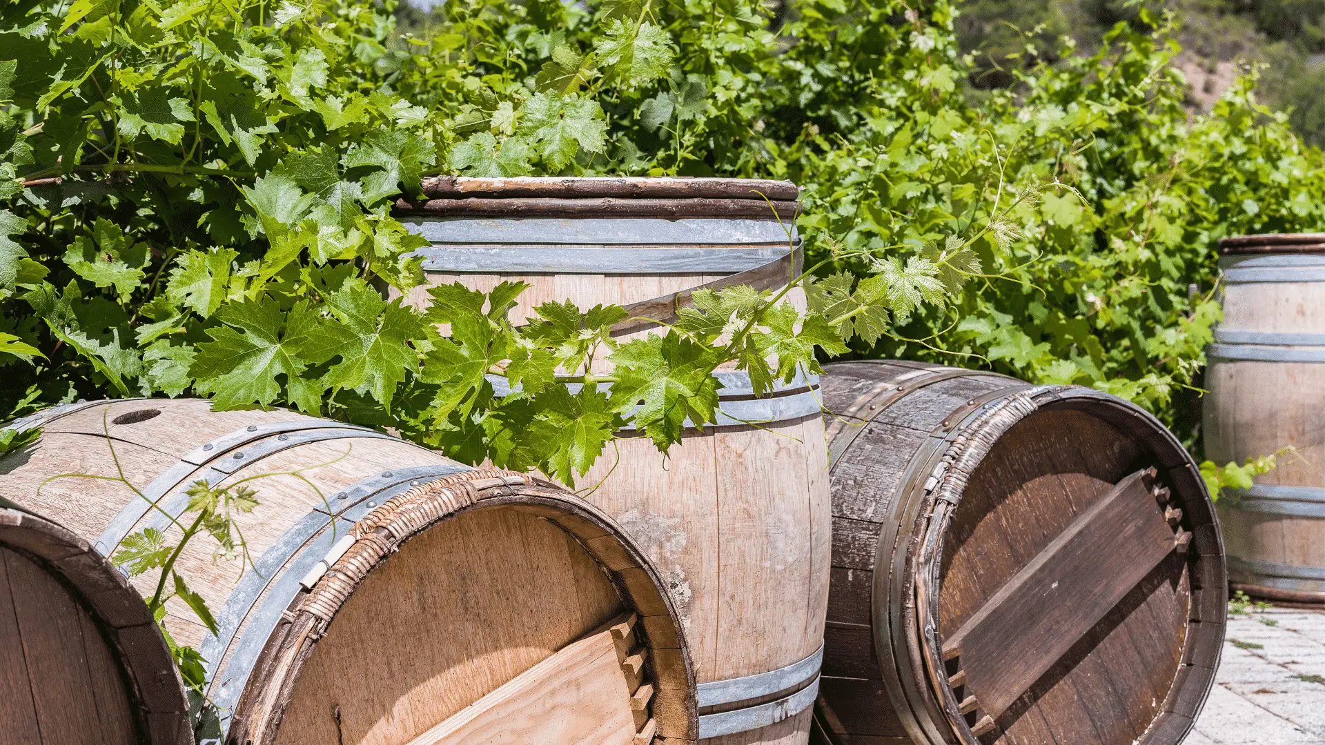 A Quick Guide To Growing Vegetables In A Wine Barrel