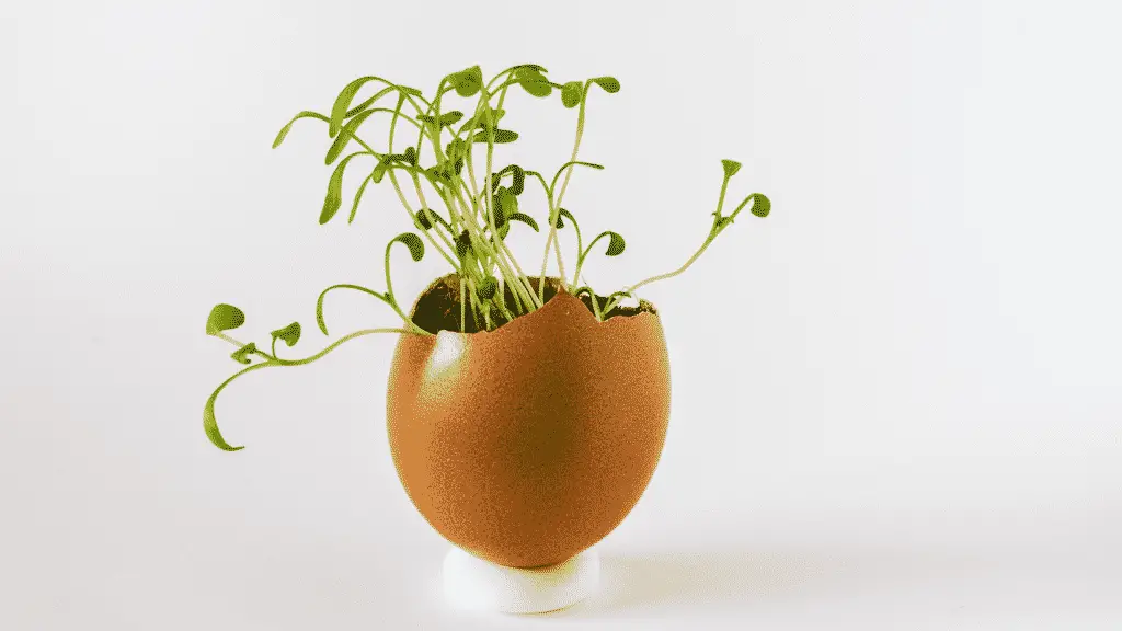 Eggshells And Gardening What You Need To Know 1024x576 