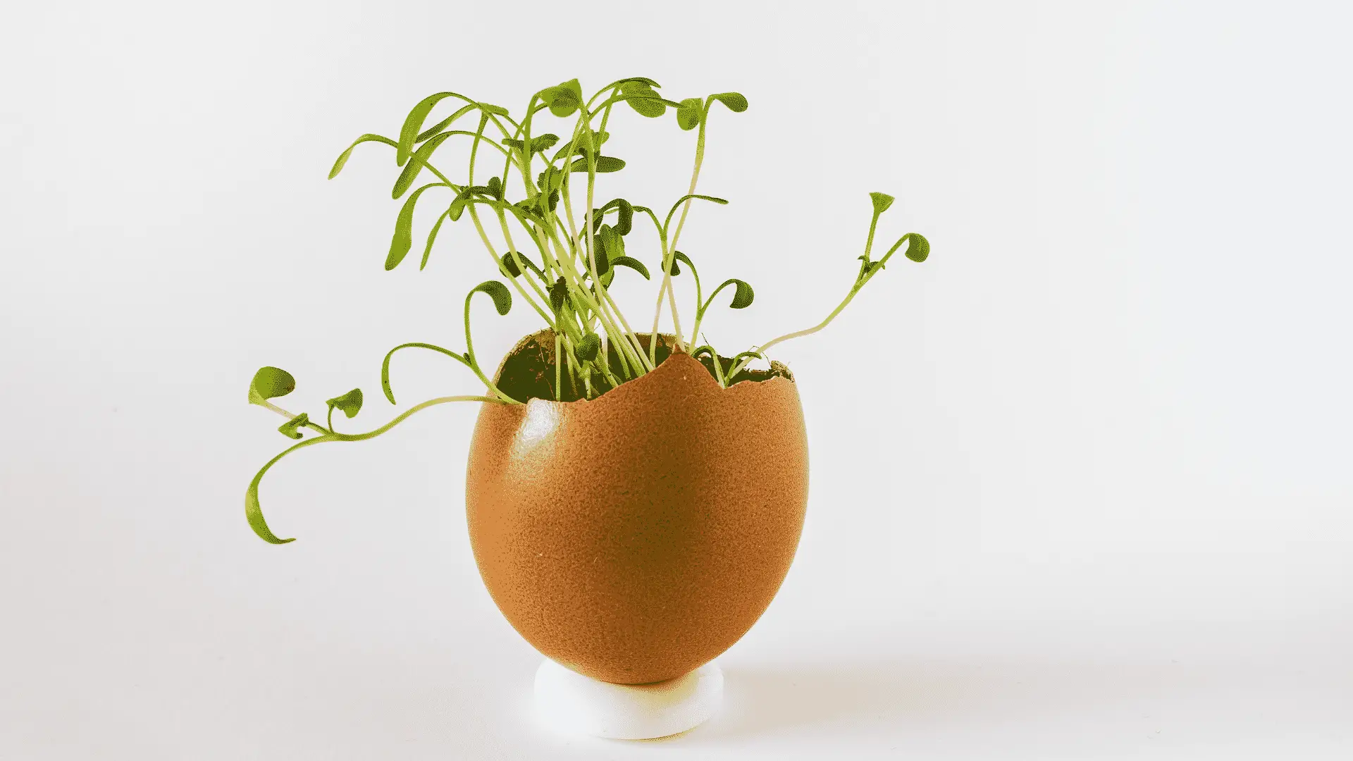 Eggshells and Gardening What You Need to Know