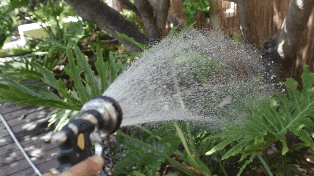 how-often-should-garden-plants-be-watered-find-out-here-little-leafy