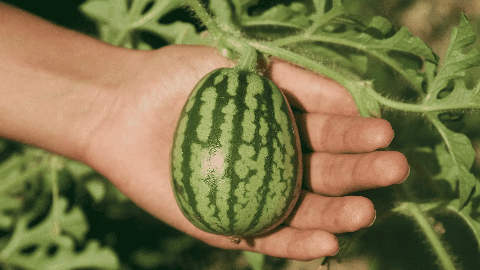 This Is The Best Time To Plant Watermelon