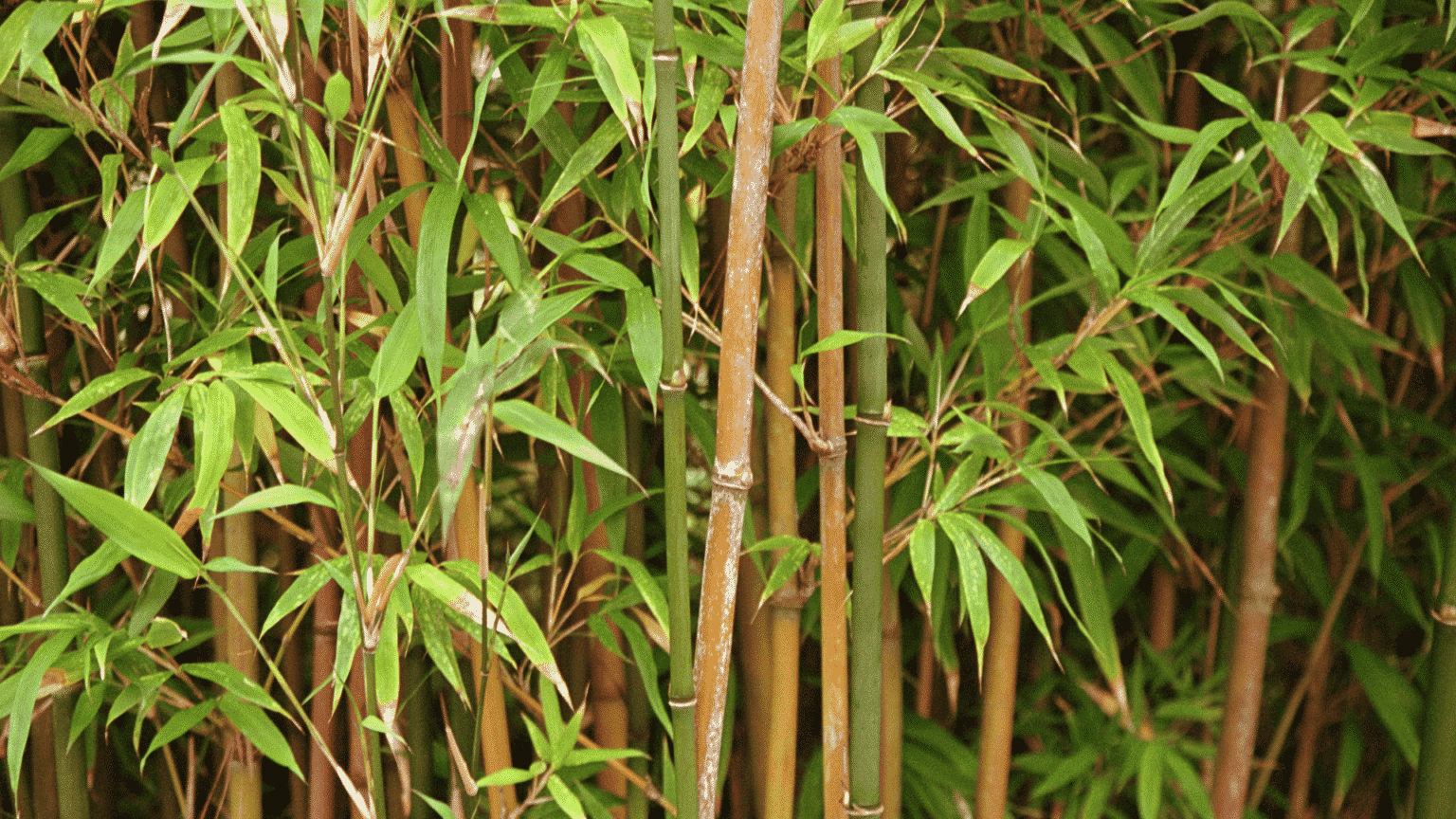 Bamboo Is It Good For Staking Plants? (Find Out Here) Little Leafy