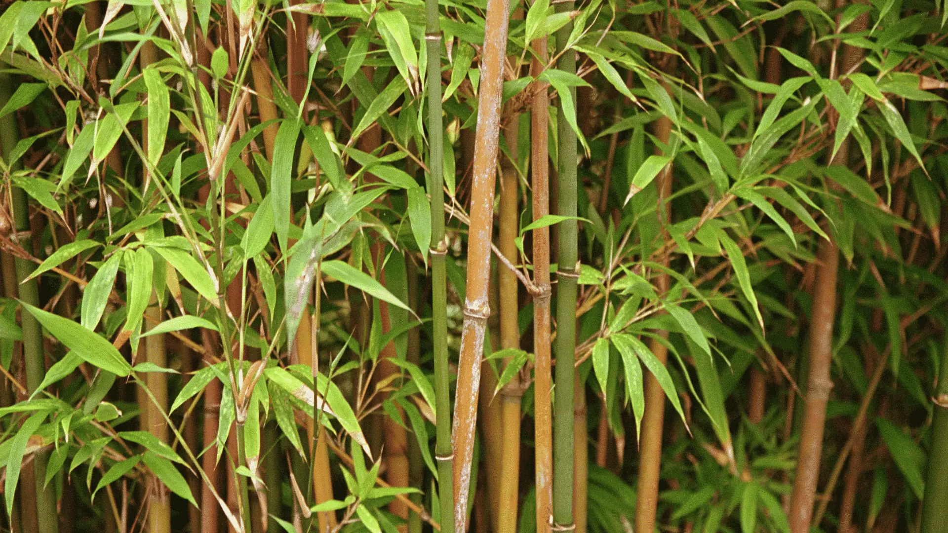 Bamboo Is it Good For Staking Plants