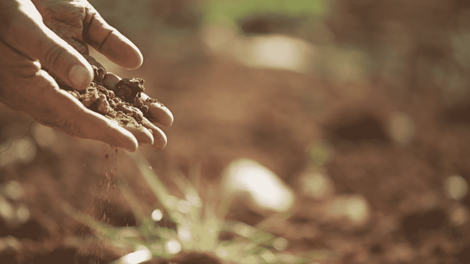 34 Plants That Grow Well In Poor Soil Little Leafy