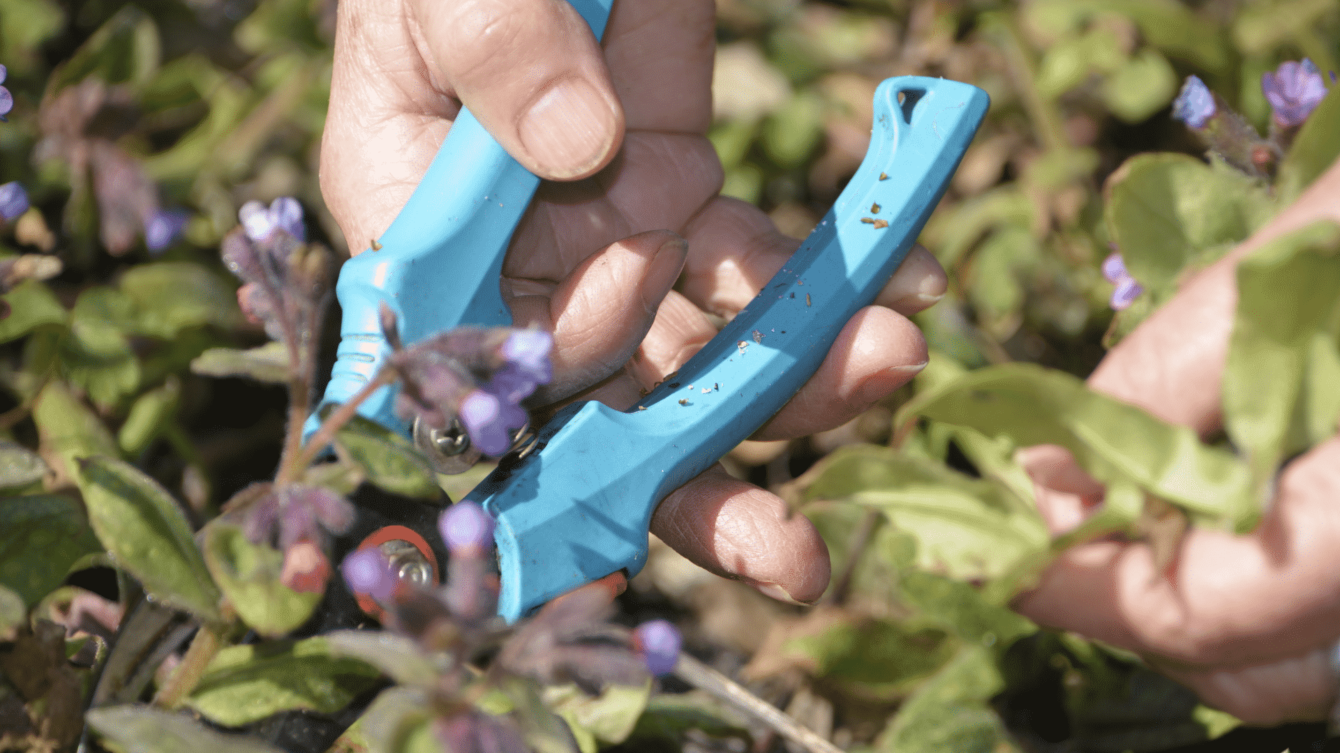 The Differences Between Garden Shears and Pruners