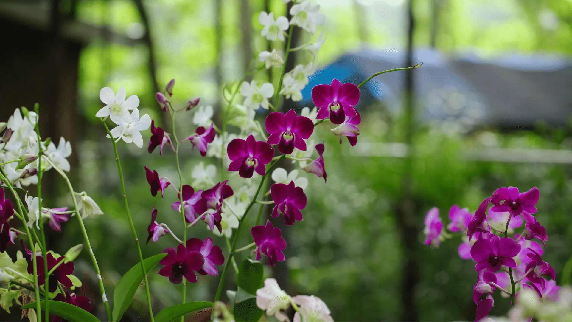 Can Orchid Compost Be Used For Other Plants