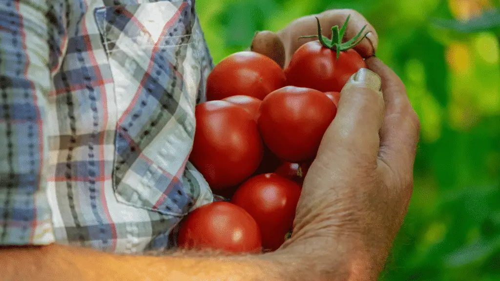 Can You Use Ericaceous Compost For Tomatoes? Little Leafy