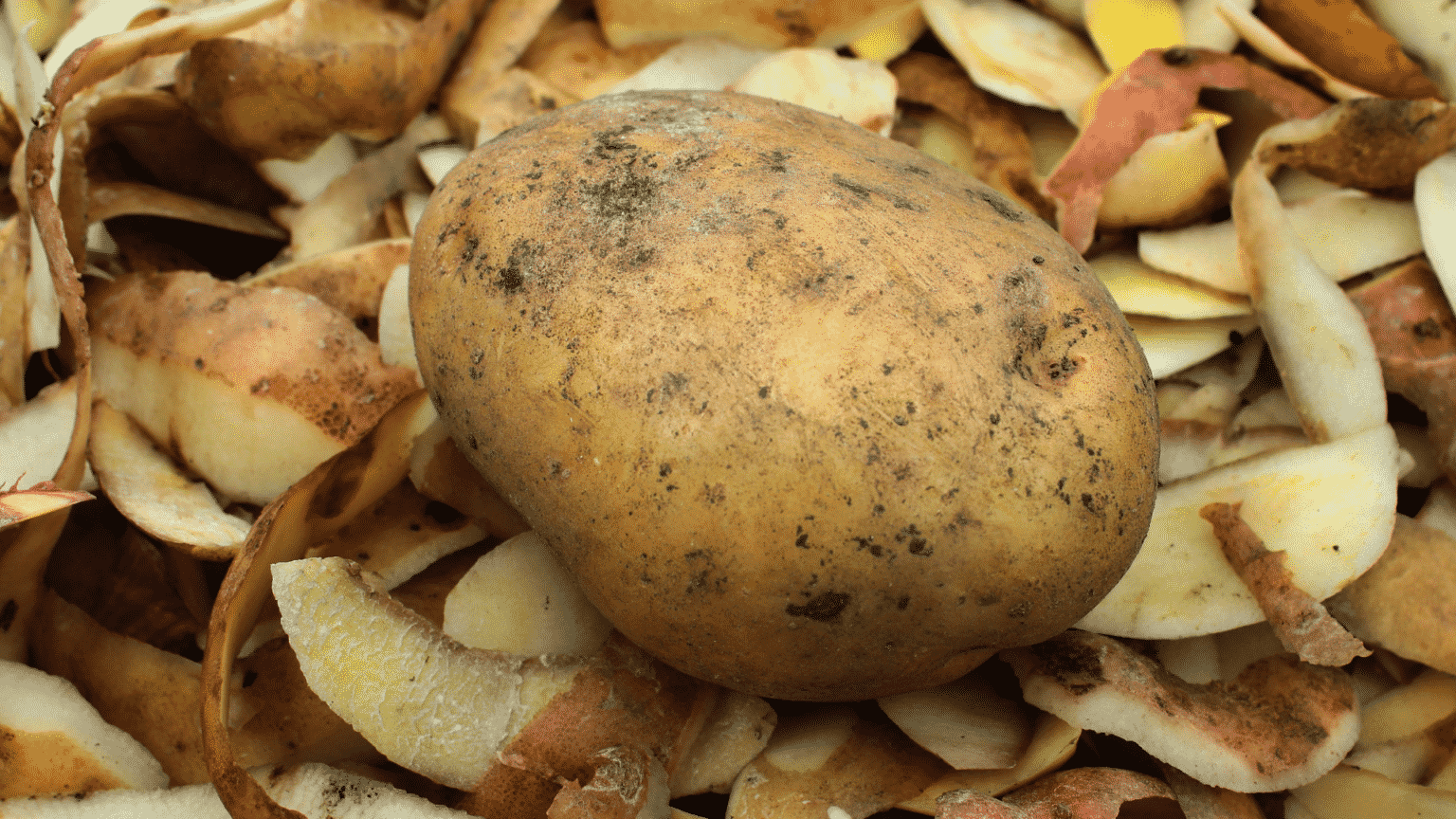 Can You Eat Compost Potatoes? 🥔 Little Leafy