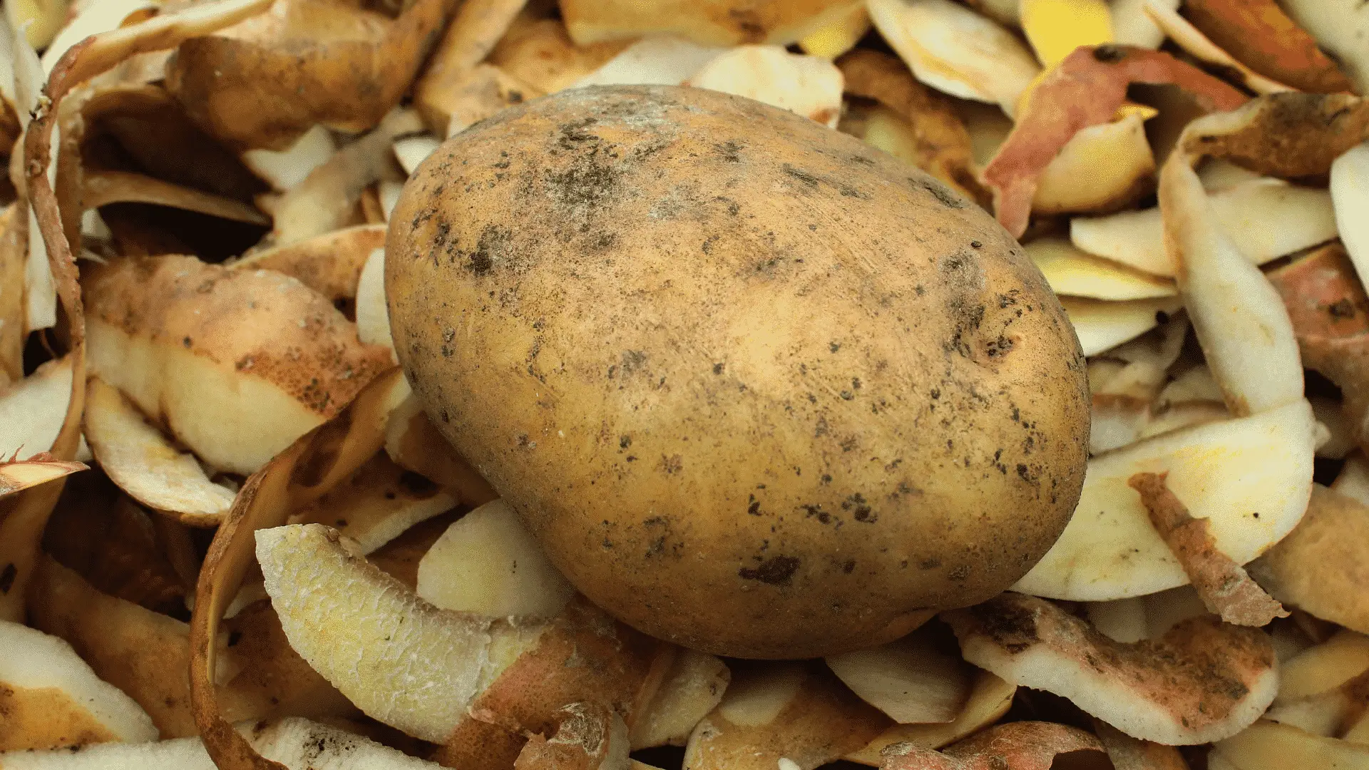 Can you Eat Compost Potatoes