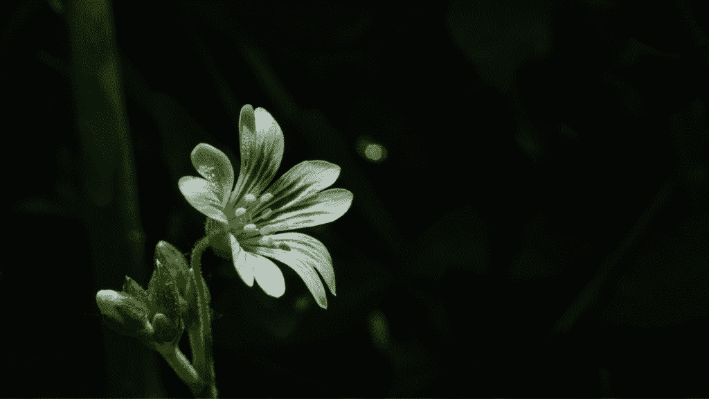Do Plants Grow At Night We Find Out Little Leafy