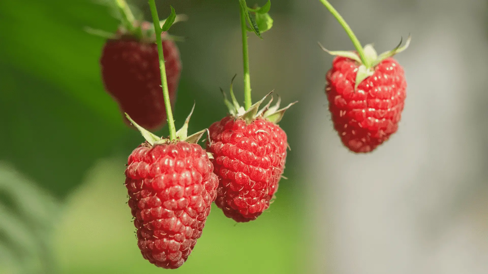 Do Raspberries Require Ericaceous Compost