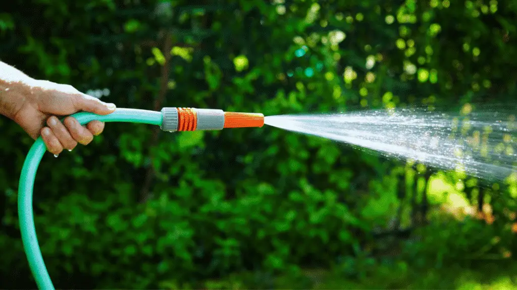 How To Fix An Overwatered Plant Little Leafy