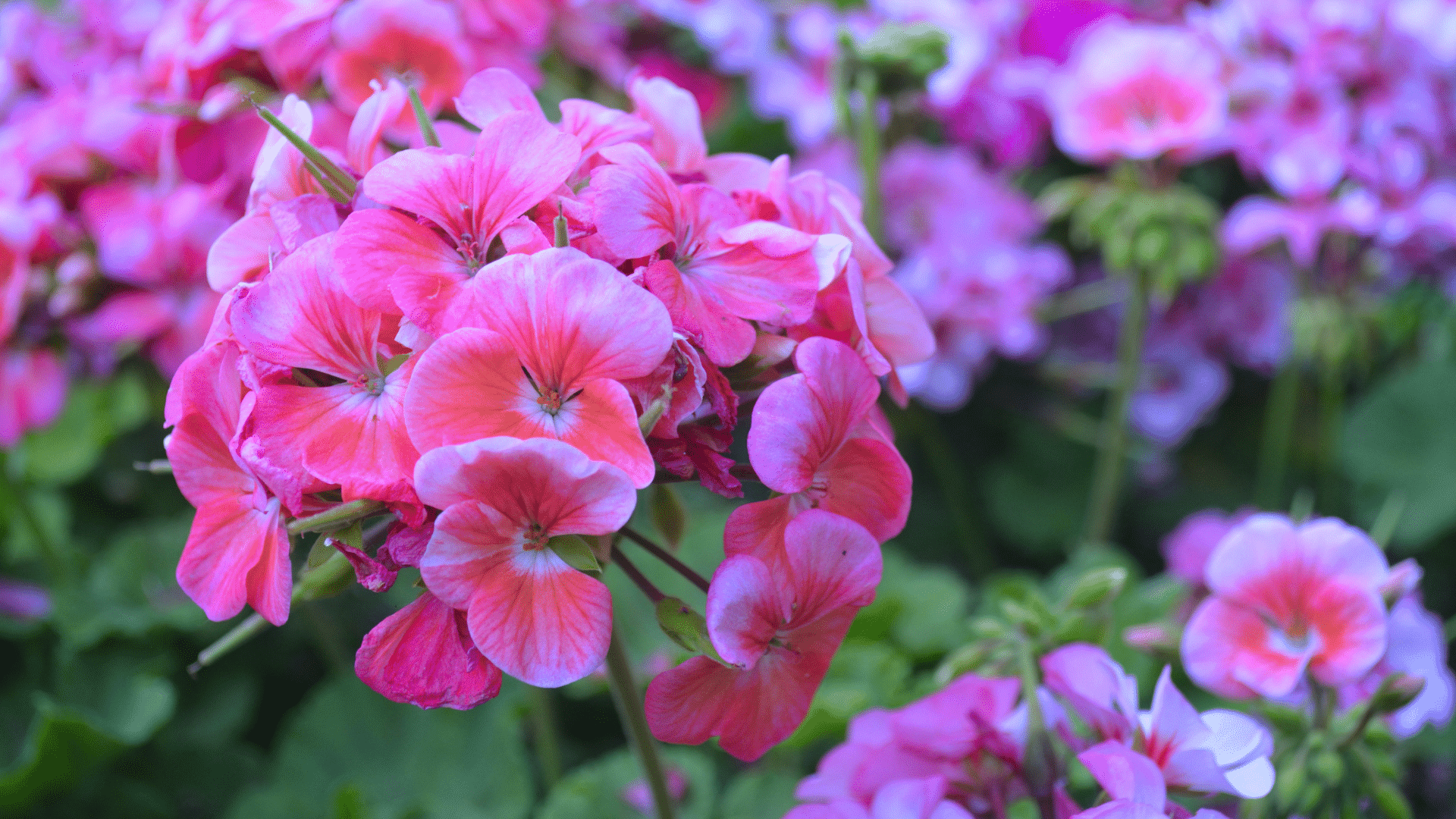 Will Geraniums Grow in Ericaceous Compost
