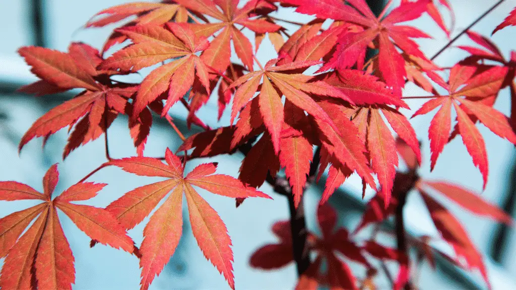 Can You Use Ericaceous Compost For Acers? Little Leafy