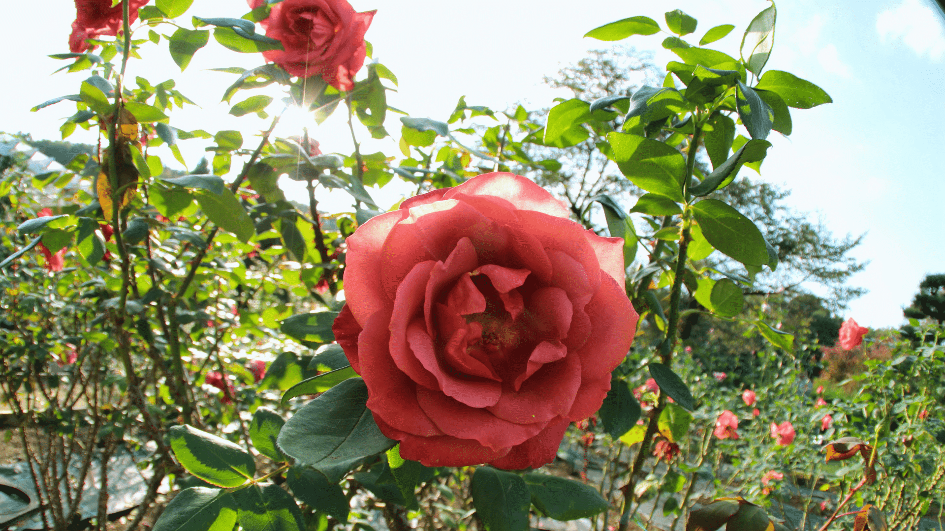 Can You Use Ericaceous Compost for Roses