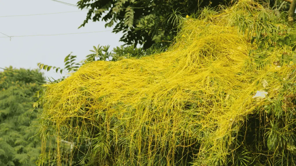 7 Plants That Can Survive Without Sunlight Little Leafy