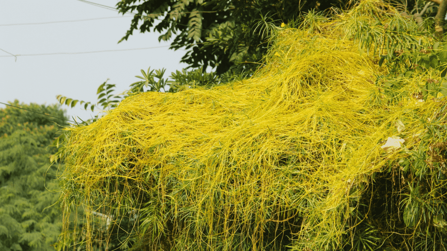 7 Plants That Can Survive Without Sunlight Little Leafy