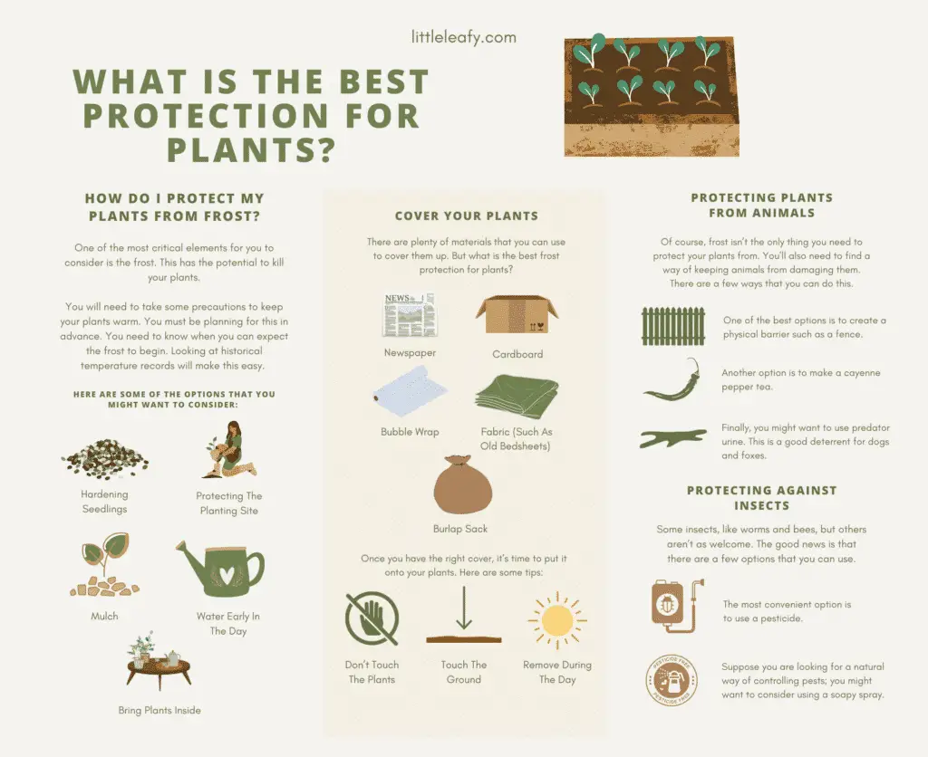 What Is The Best Protection For Plants Infographic