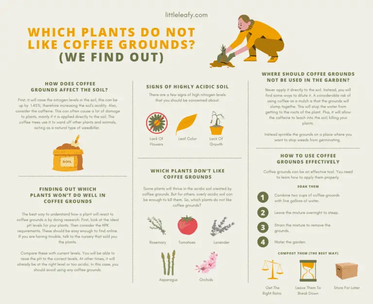 Which Plants Do Not Like Coffee Grounds? ☕ (We Find Out) Little Leafy