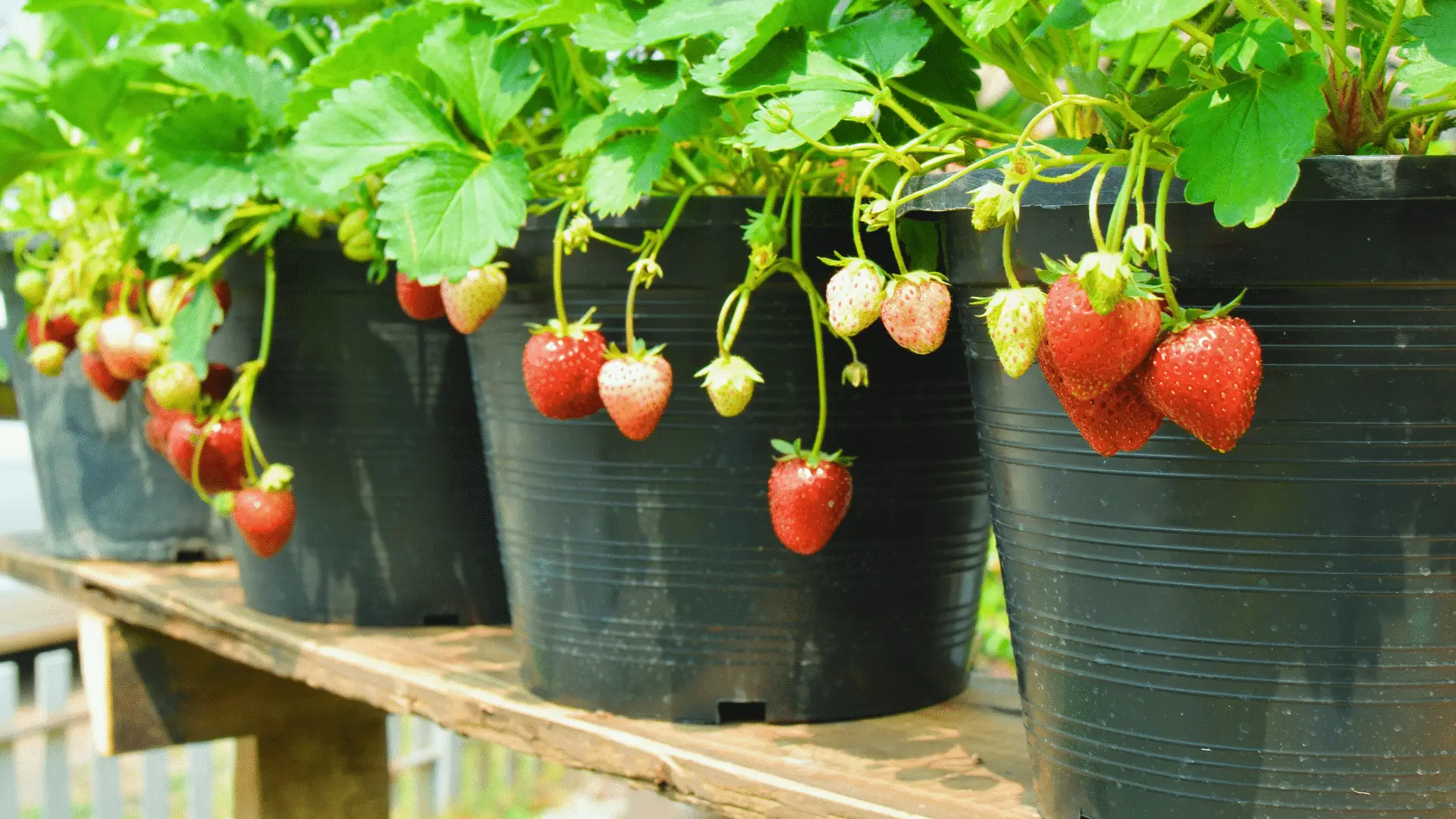 Can You Use Ericaceous Compost For Strawberries
