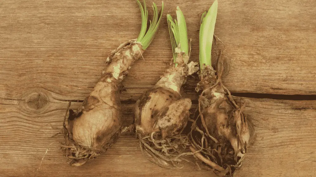 Can You Use Ericaceous Compost For Bulbs? Little Leafy