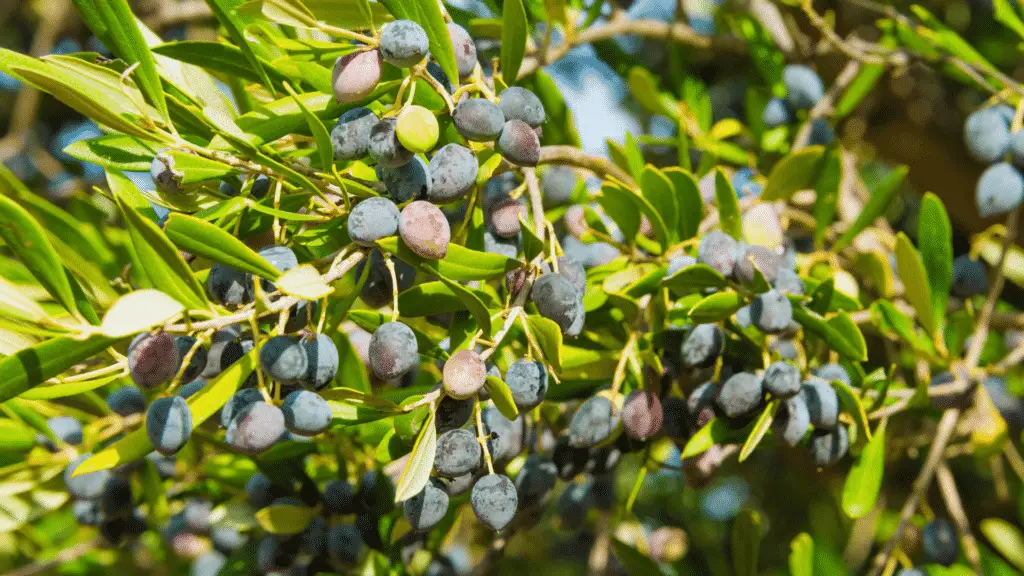 Can You Use Ericaceous Compost For Olive Trees? Little Leafy