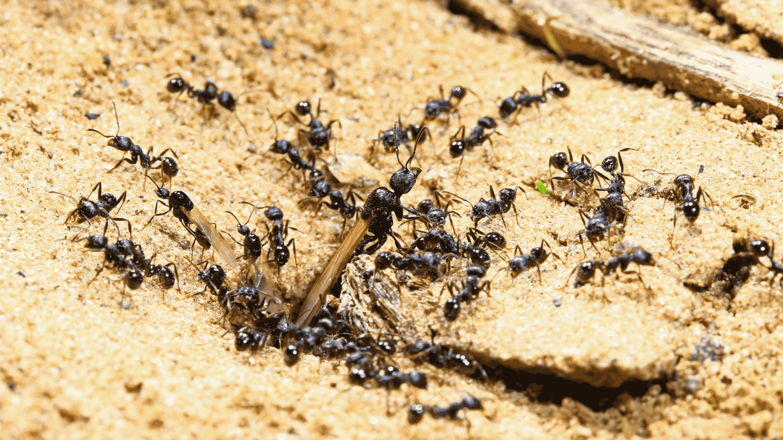 Are Ants Good For Compost? Little Leafy