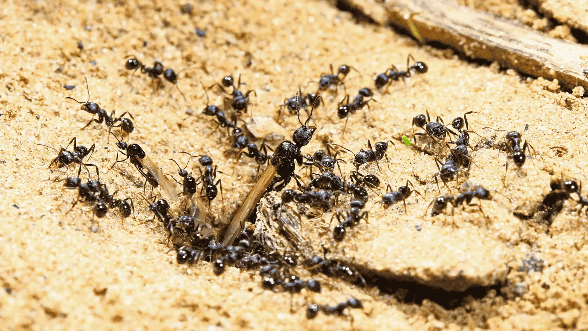 Are Ants Good For Compost