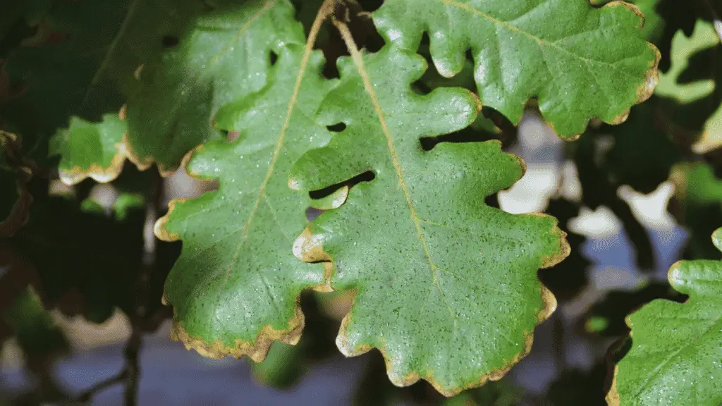 Are Oak Leaves Bad For Compost? Little Leafy