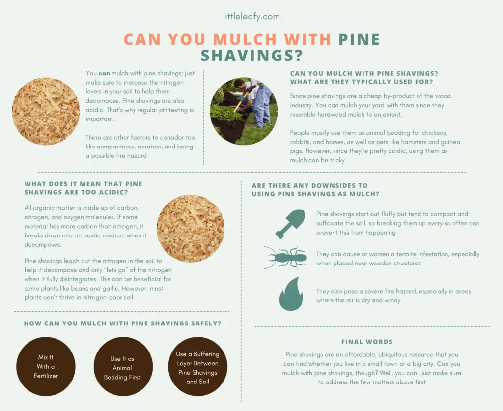 Can You Mulch With Pine Shavings 1