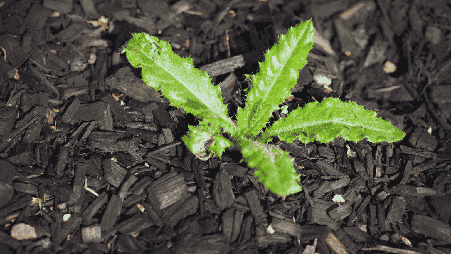 Can You Mulch Over Weeds? Little Leafy