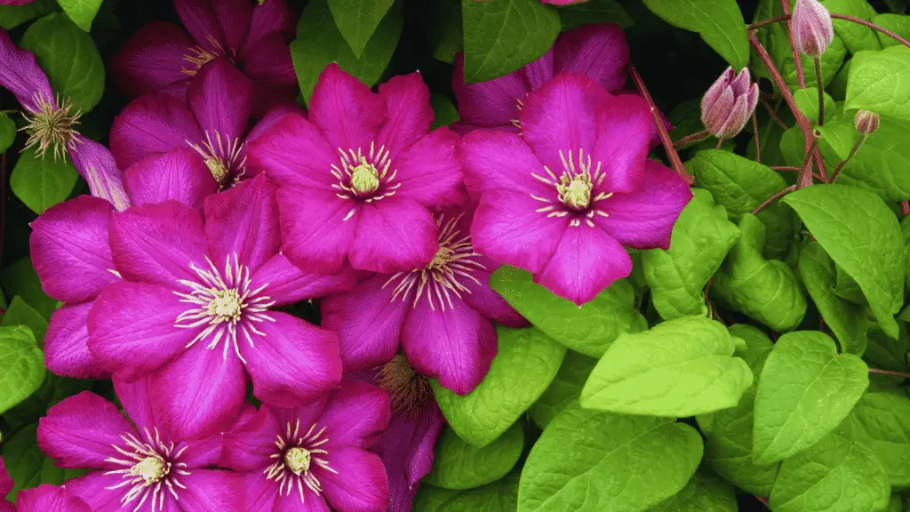 Can You Use Ericaceous Compost For Clematis? Little Leafy