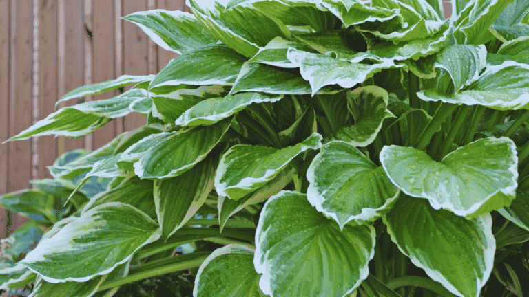 Can You Use Ericaceous Compost For Hostas? - Little Leafy