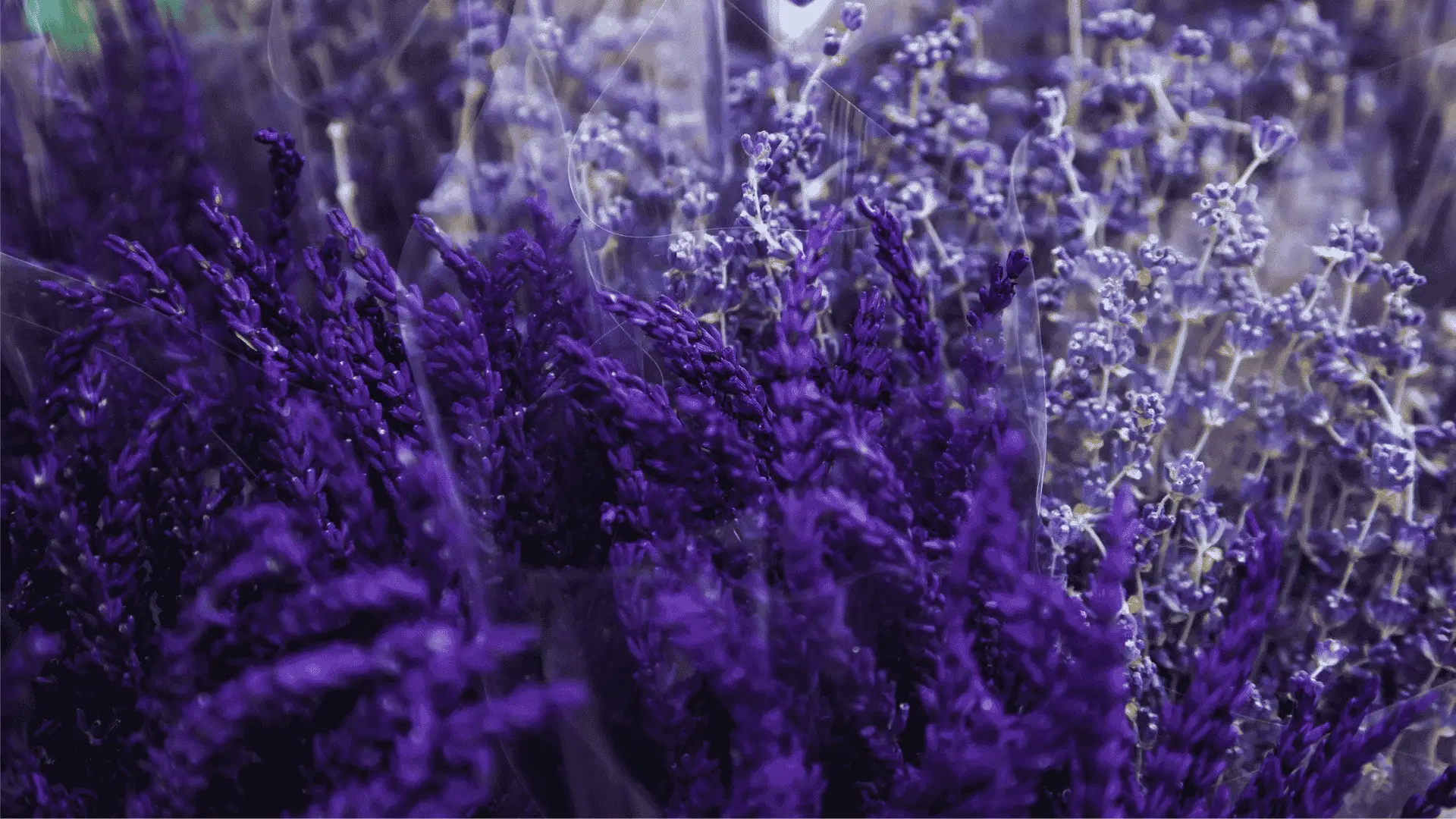 Can You Use Ericaceous Compost For Lavender