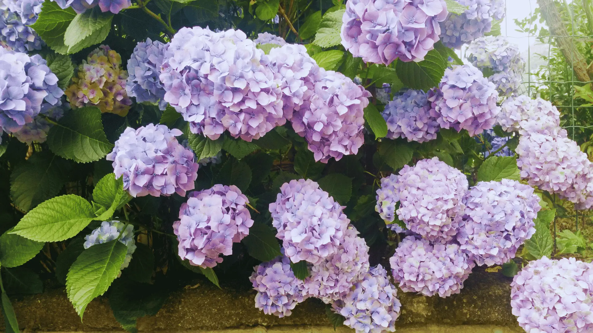 Can You Use Ericaceous Compost On Hydrangeas