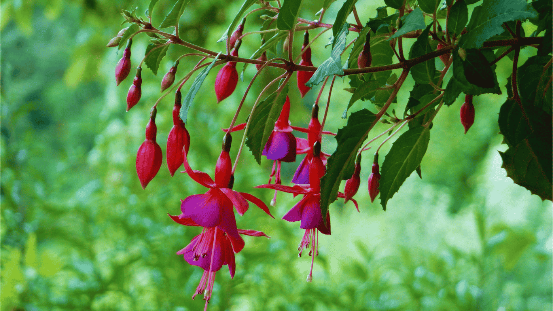Will Fuchsias Grow In Ericaceous Compost