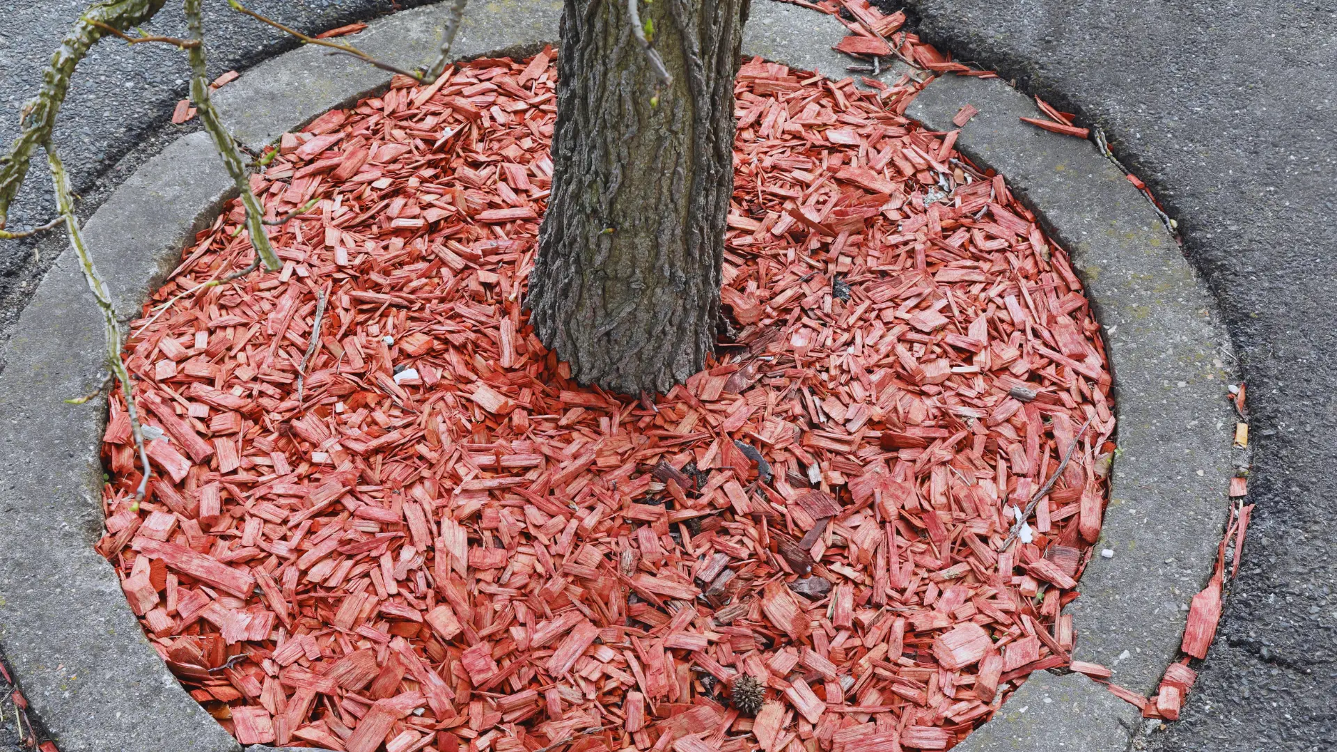 Are Mulch Rings Good for Trees