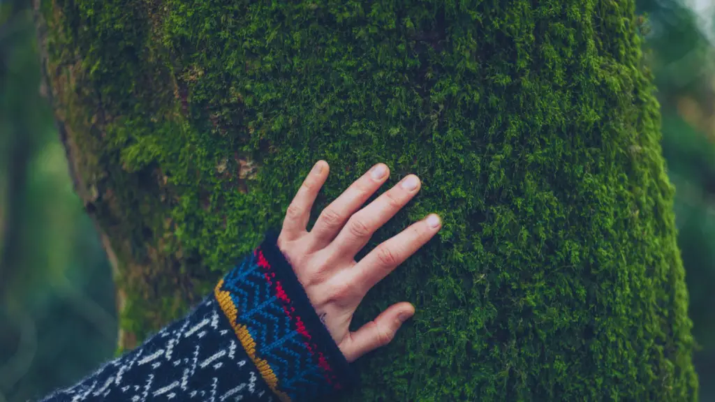 Can You Use Moss As A Mulch? Little Leafy