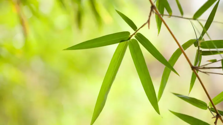 Do Bamboo Leaves Make Good Mulch? - Little Leafy
