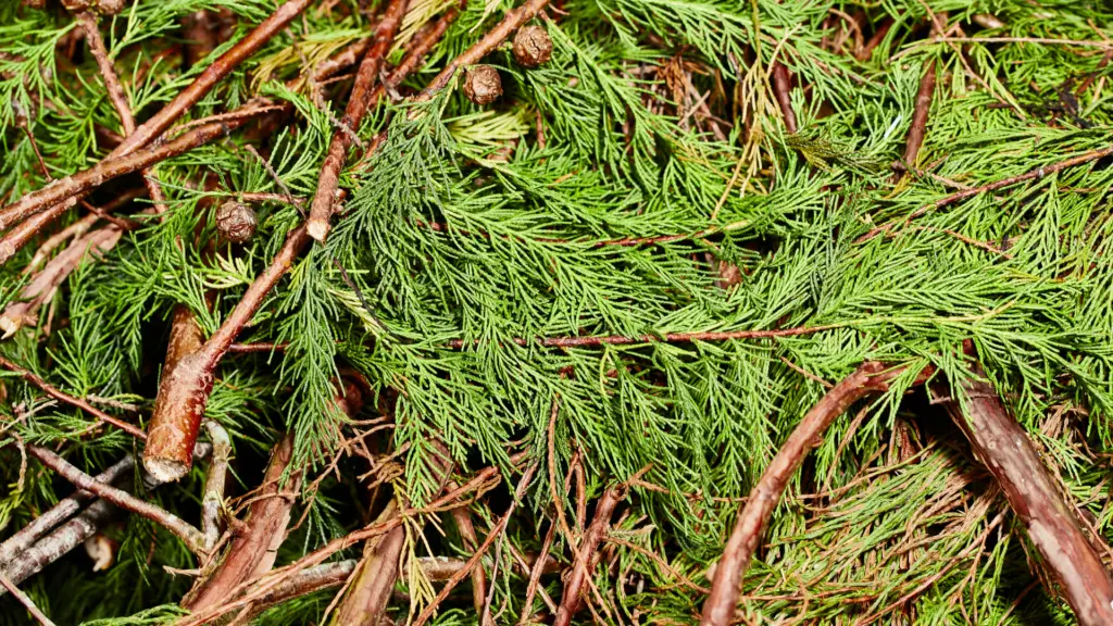 Can You Use Conifer Cuttings For Mulch? Little Leafy